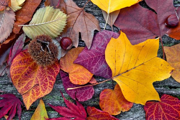 fall leaves